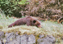 Ursus arctos